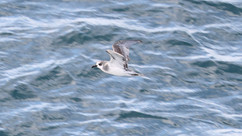 Masatierra Petrel © James Phillips / OWE
