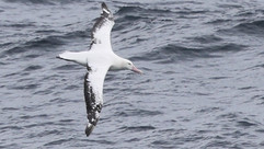 Snowy Albatross © James Phillips / OWE