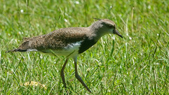 Southern Lapwing © Clare Gower / OWE