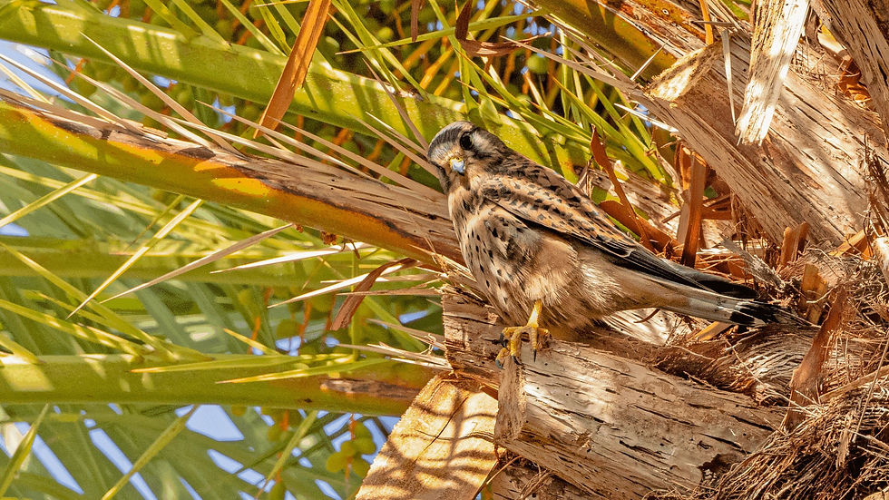 Kestrel © Paul Hill / OWE