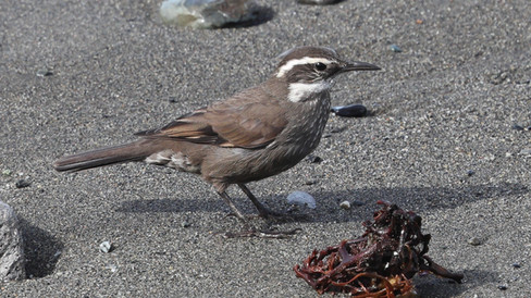 Dark-bellied Cinclodes © James Phillips / OWE