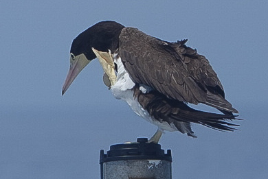 Brown Booby © Clare Gower / OWE