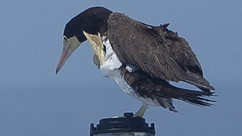Brown Booby © Clare Gower / OWE