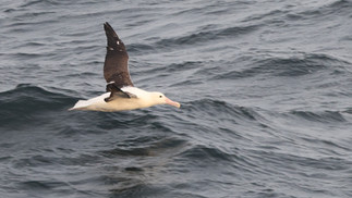 Northern Royal Albatross © James Phillips / OWE