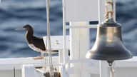 Coco's Booby © James Phillips / OWE