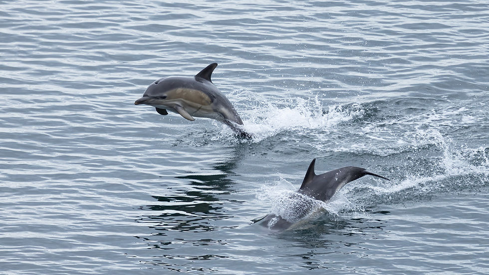 Common Dolphins © Julia Mottishaw / OWE