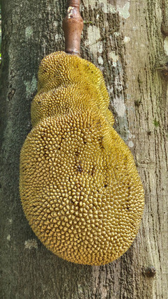 Jackfruit © Clare Gower / OWE