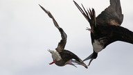 Magnificent Frigate harrying Red-footed Booby © Christine Murdie / OWE