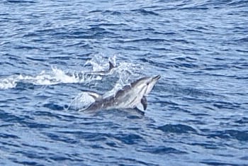Striped Dolphin © Clare Gower / OWE