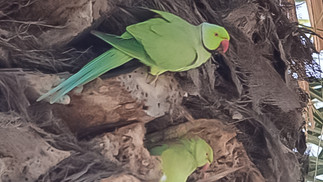 Rose-ringed Parakeet © Clare Gower / OWE