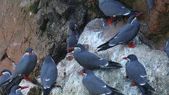 Inca Terns © James Phillips / OWE