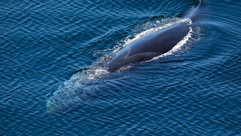 Fin Whale © Ted Humphries Nature