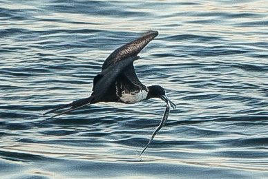 Magnificent Frigatebird with Atlantic Cutlass Fish © Clare Gower / OWE