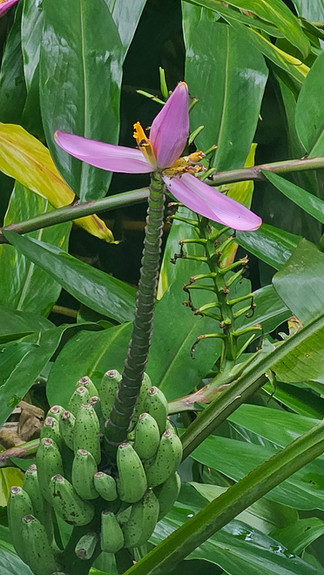 Banana flower © Clare Gower / OWE