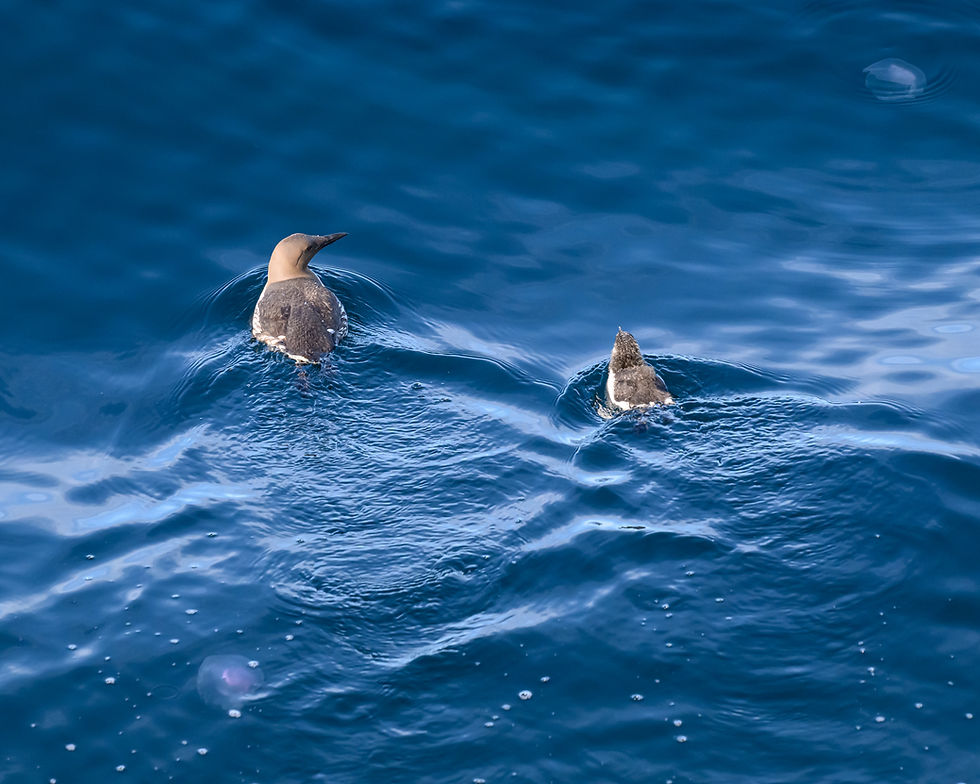 Adult Guillemot with Chick © Martin Kitching/OWE