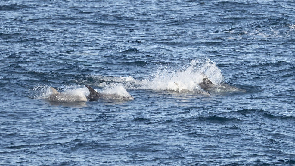 Risso's Dolphins, Pentland Firth © Paul Hill/OWE