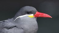 Inca Tern © James Phillips / OWE
