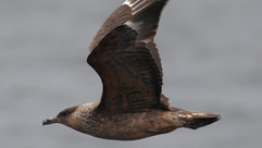 Chilean Skua © James Phillips / OWE