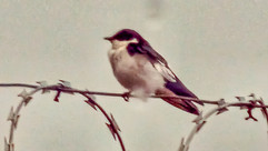 White-winged Swallow © Clare Gower / OWE