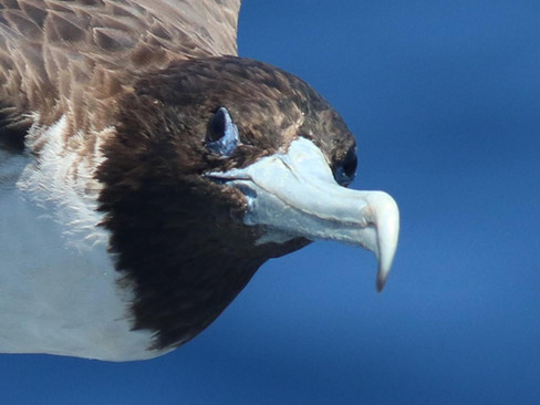 Magnificent Frigatebird