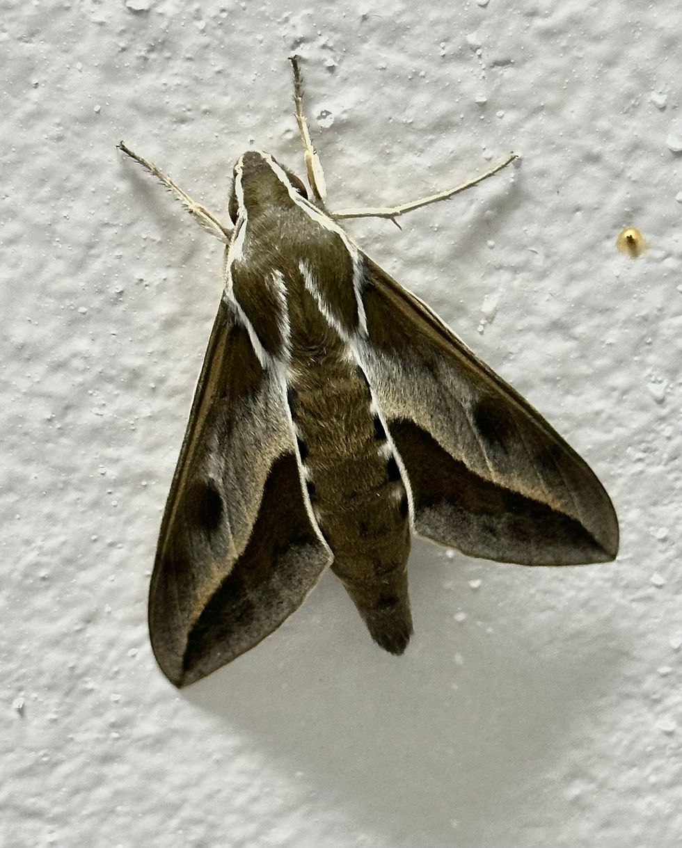 Hyles annei Sphinx moth © James Phillips / OWE