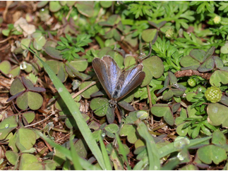 African Grass Jewel © Clare Gower / OWE
