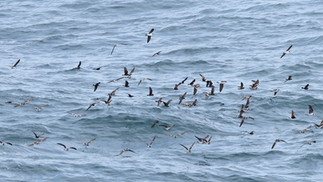 Hornby's and Wedge-rumped Storm Petrels