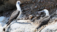 Peruvian Booby © James Phillips / OWE