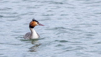Great Crested Grebe © Paul Hill / OWE