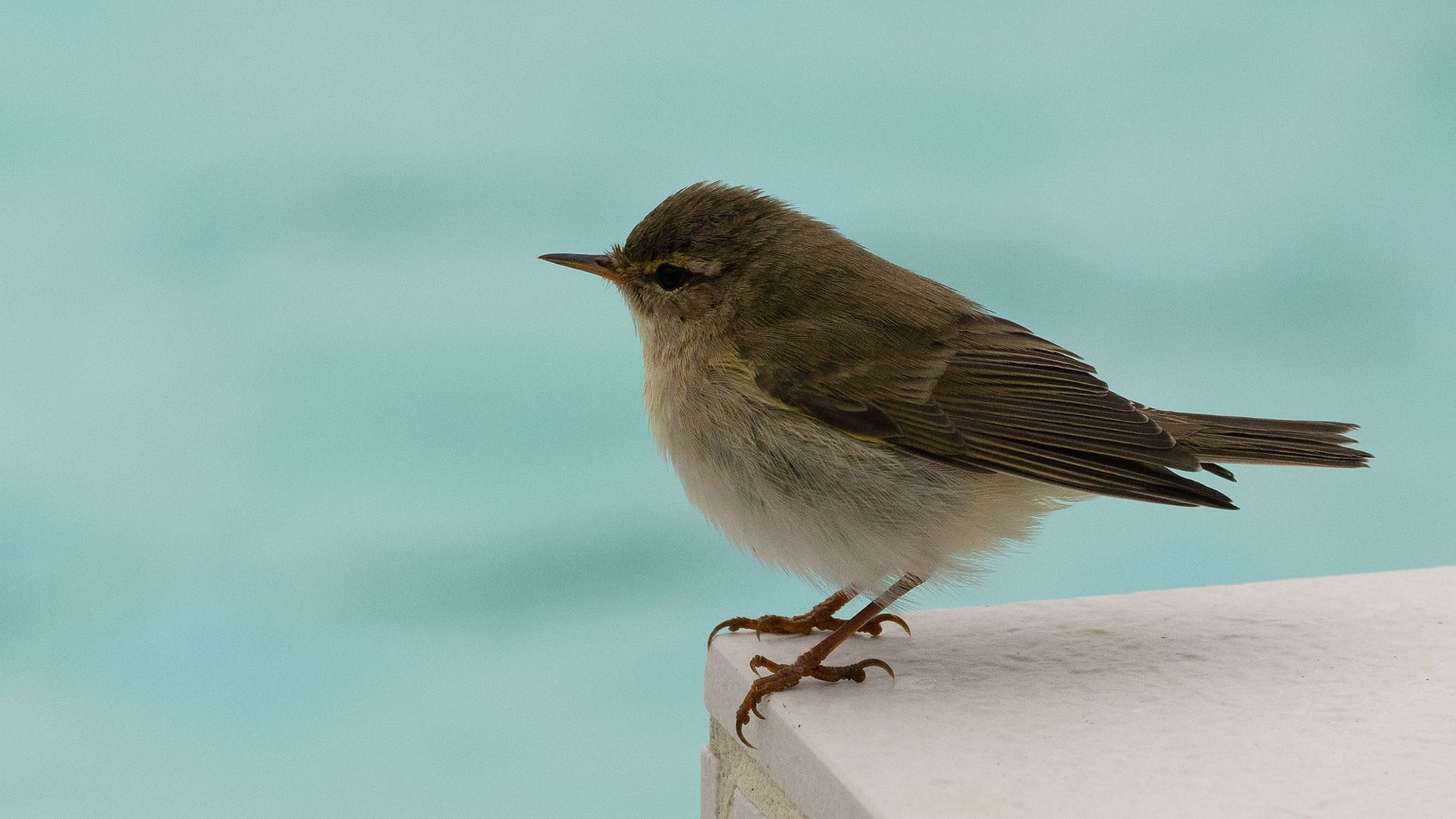 Willow Warbler  © Paul Hill / OWE