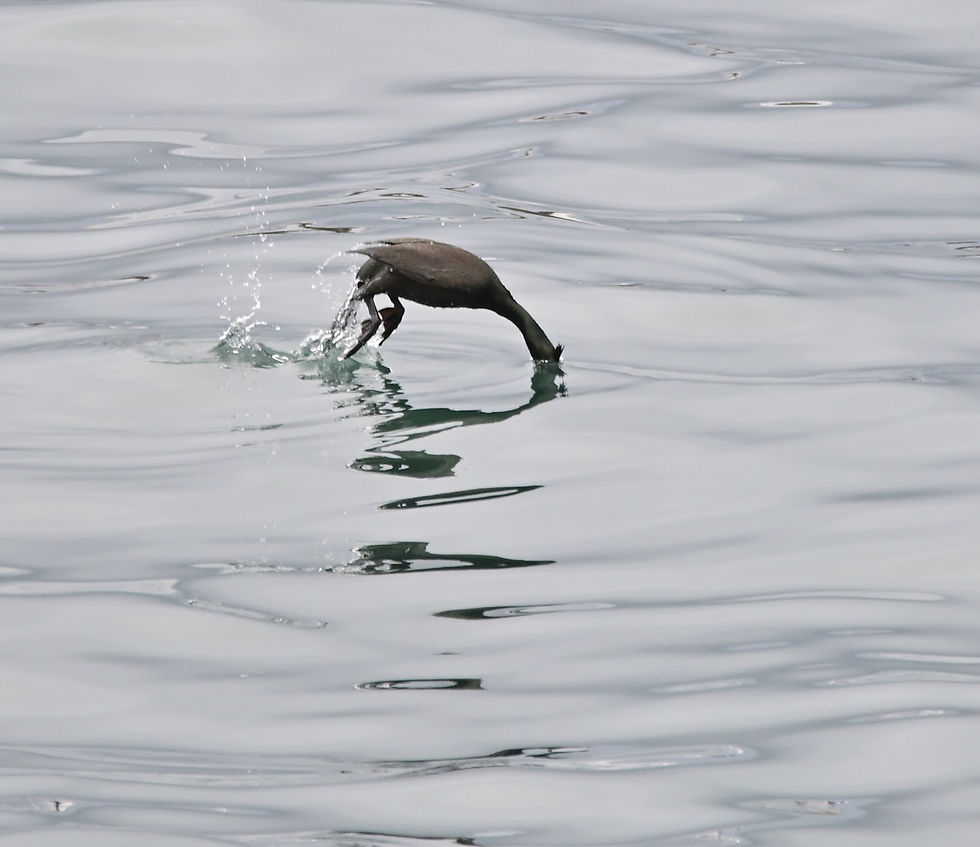 Shag © Dave McGrath / OWE