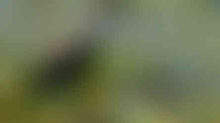 Limpkin © Clare Gower / OWE