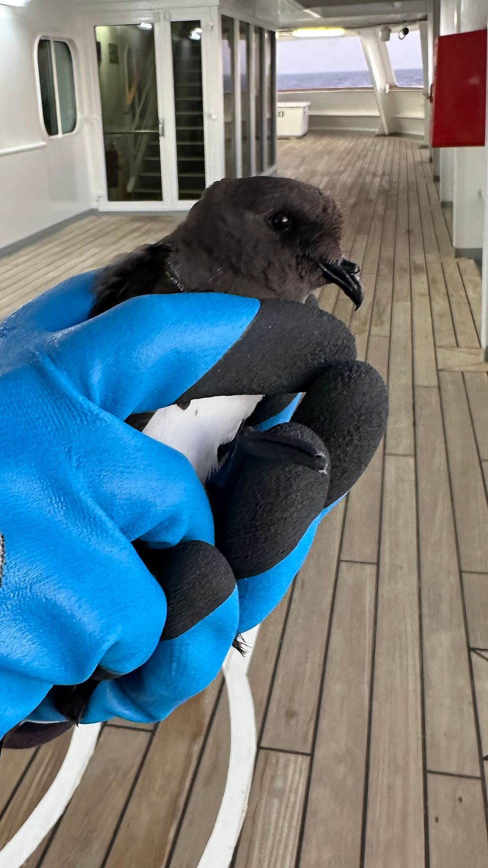 White-bellied Storm Petrel © Jean Obray