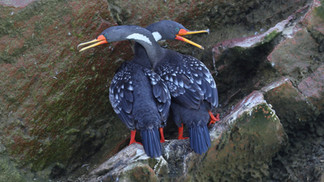 Red-legged Cormorant © James Phillips / OWE