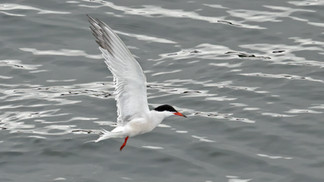 Common Tern © Paul Hill / OWE