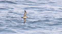 Pink-footed Shearwater © James Phillips / OWE
