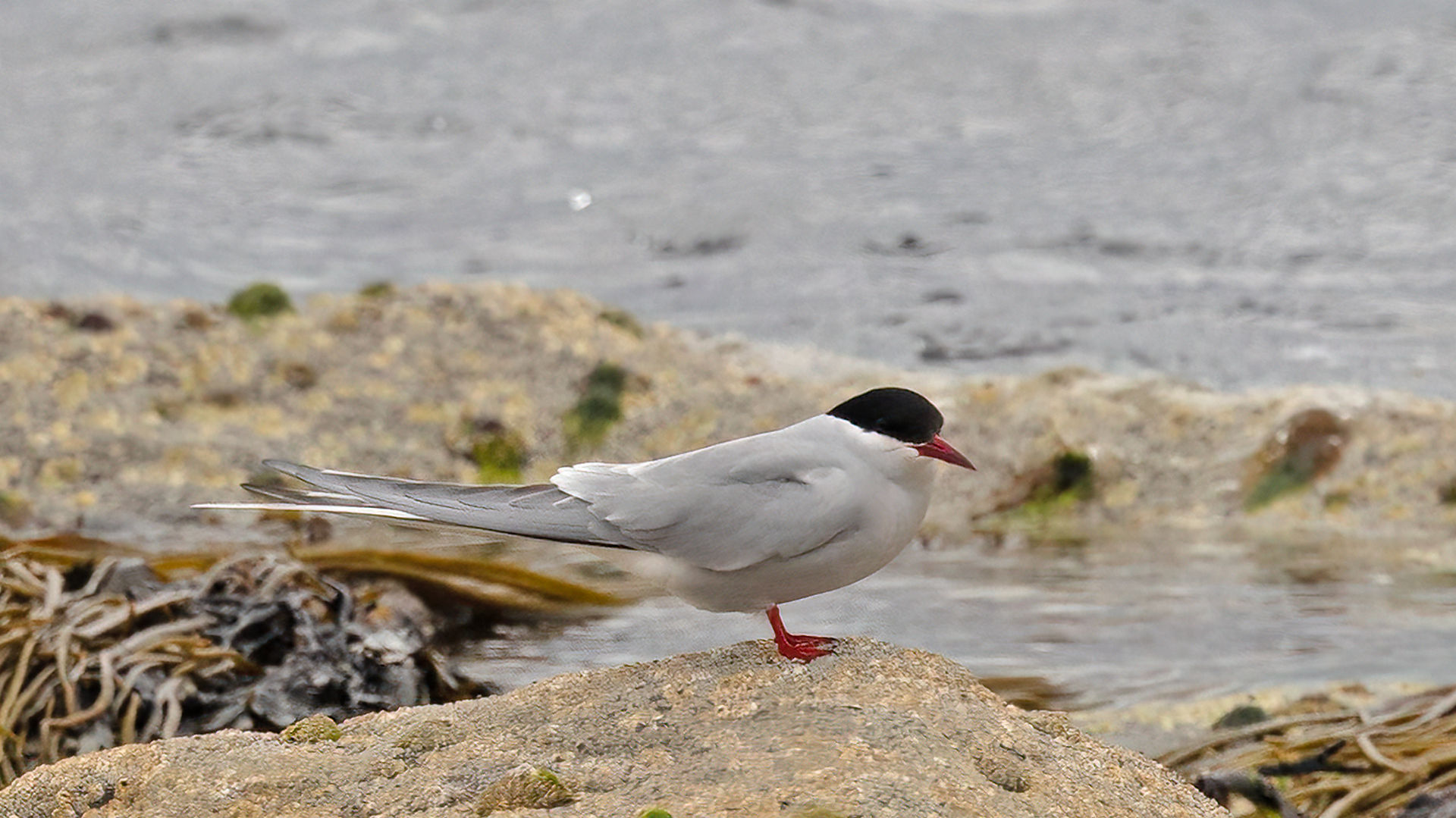 Arctic Tern © Paul Hill / OWE