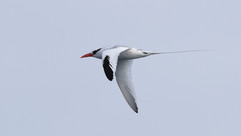 Red-billed Tropicbird © James Phillips / OWE