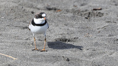 Semi-palmated Plover © James Phillips / OWE