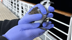 White-faced Storm Petrel © Jean Obray / OWE