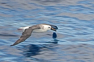 Atlantic Yellow-nosed Albatross © Clare Gower / OWE