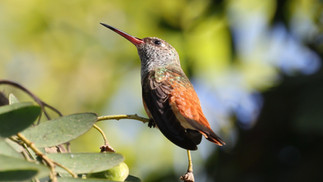 Amazelia Hummingbird © James Phillips / OWE
