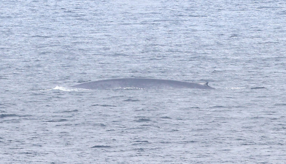 Blue Whale © James Phillips / OWE
