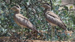 Peruvian Thick-knee © James Phillips / OWE