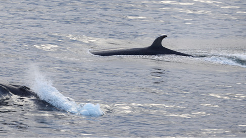 Sei Whales © James Phillips / OWE