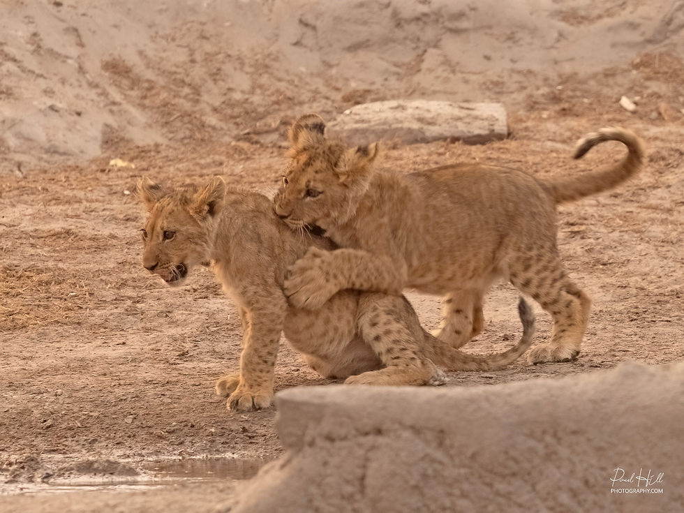 African_Lion_Khwai_2024-10-20_00021