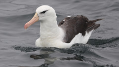 Black-browed Albatross © James Phillips / OWE