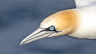Gannet © Paul Hill / OWE