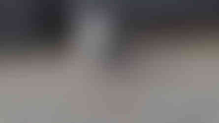 Dolphin Gull © James Phillips / OWE