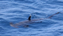 Hammerhead Shark © Simon Luckman